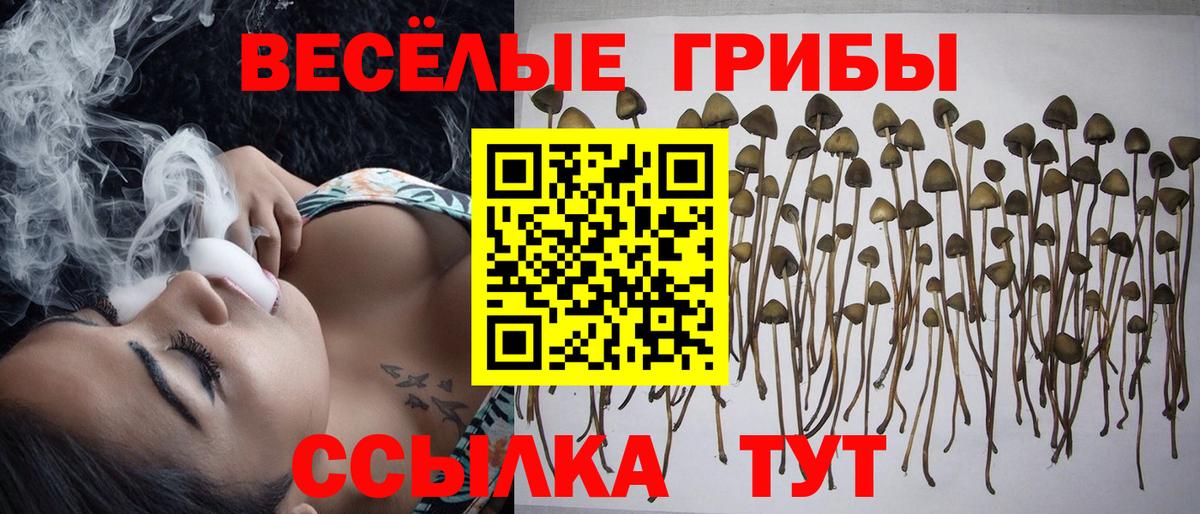Псилоцибиновые грибы Psilocybine cubensis Троицк